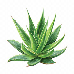 realistic 3d Aloe Vera pup isolated on white background 