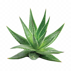 realistic 3d Aloe Vera pup isolated on white background 