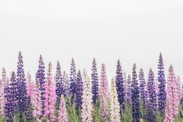 Beautiful vibrant purple and pink lupine flowers against a soft grey background, showcasing their lush colors and seasonal essence for spring and summer designs