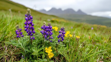 Obraz premium Vibrant Lupines and Yellow Wildflowers in Mountain Meadow