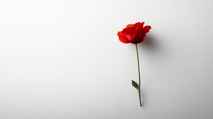 Single Red Poppy Flower on White Background: Minimalist Botanical Photography