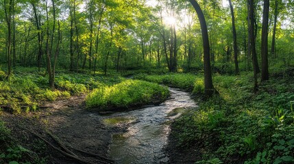Fototapeta premium Sunlit creek flows through lush green forest; nature background
