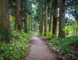 Fototapeta premium Forest path through the green forest