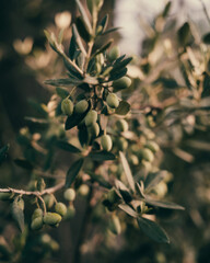 oliwki © Agnieszka