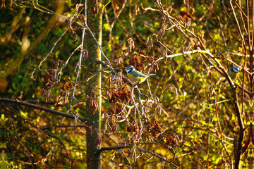 Fototapete bei efototapeten.de bestellen   