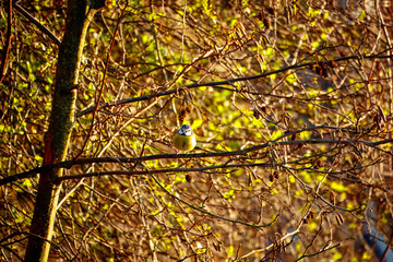 blue tit on branch