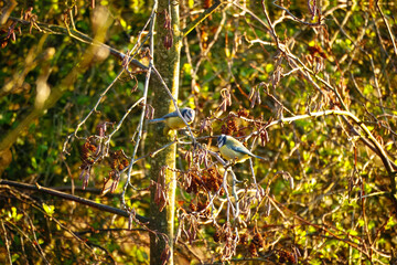 blue tit on branch