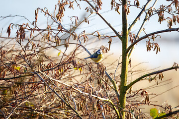 Fototapete bei efototapeten.de bestellen   