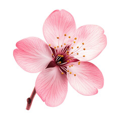 pink  sakura flower isolated on white.