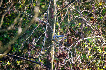 Fototapete bei efototapeten.de bestellen   