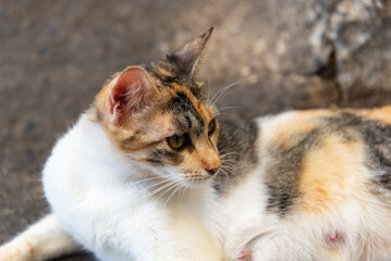 A white, yellow and brown female cat lying on the ground of a street.