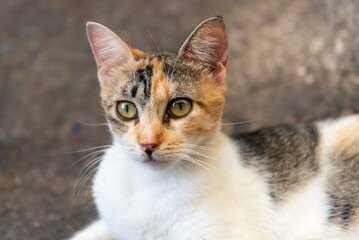 Portrait of a female white, yellow and brown cat looking at the camera.