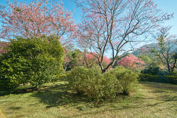 Wild Himalayan Cherry in Thailand