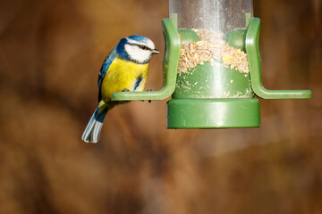 Fototapete bei efototapeten.de bestellen   