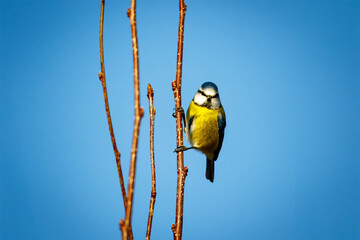 Fototapete bei efototapeten.de bestellen   