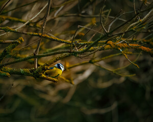 blue tit on branch