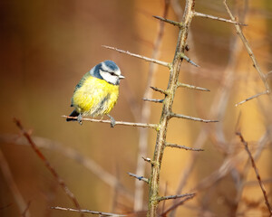 Obraz premium blue tit on branch