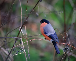Bullfinch perched on a tree