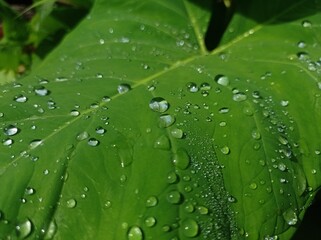 Colocasia esculenta leaf with droplets