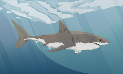 Great white shark swims in the water. Realistic vector landscape