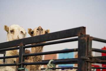 Fototapeta premium Two camels curiously peeking from a truck, representing traditional camel trade and transport in Saudi Arabia and UAE. The setting showcases the cultural and economic significance of camels in the reg
