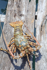 Dead lobster on the wooden floor under the sun