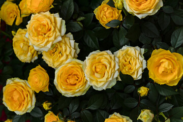 Yellow roses blooming in a lush garden background