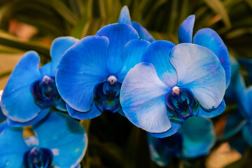 Blue orchids blooming on green foliage © Rafail