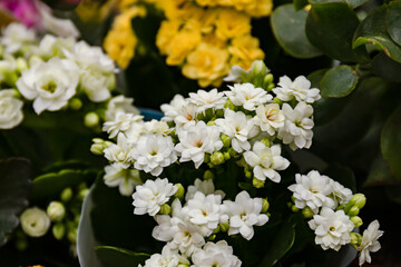 White flowers blooming in a vibrant garden