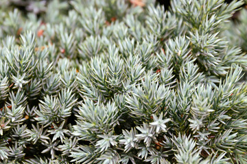 Green pine needles close-up
