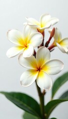 Large frangipani blooms against a soft white background, white background, nature, tropical flower