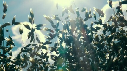 Ears of grain hit by sunlight reflect the warm and peaceful atmosphere of nature. Shining grains create an idyllic scene as they dance with the wind.