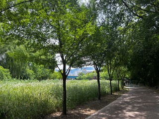 trees in the park