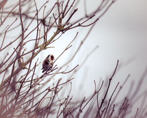 Goldfinch perched on a tree