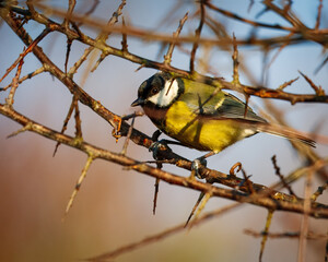 Great Tit perched on Branch and feeder