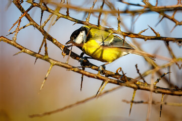 Great Tit perched on Branch and feeder