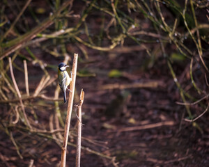 Great Tit perched on Branch and feeder
