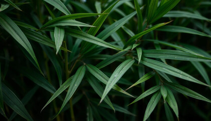 close up of bamboo leaves with gentle curves