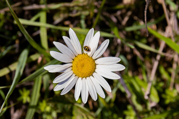 Fototapeta premium Daisy flower with ladybug on green grass