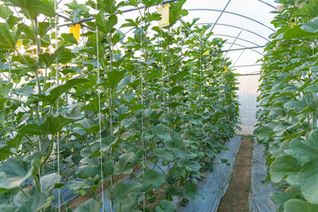 a lot of Fresh melon tree in greenhouse