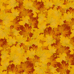 bright maple leaves in autumn coloring seamless background-texture pattern for continuous playback. for design and creativity