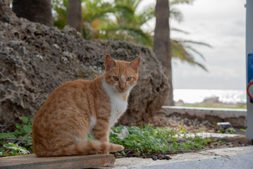 pictures of stray cats  on the street