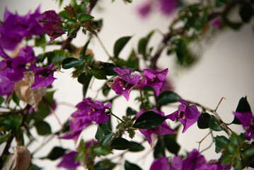 pictures of beautiful flowers 