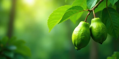 Fototapeta premium Fresh green jackfruit leaves hanging from a stem, jungle, greenery