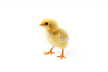 Obraz premium Adorable Little Yellow Chick Isolated on Clean White Background, Perfect for Easter, Spring, and Holiday Themes