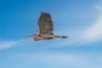 Great Blue Heron Soars Hight Against a Bright Blue Sky