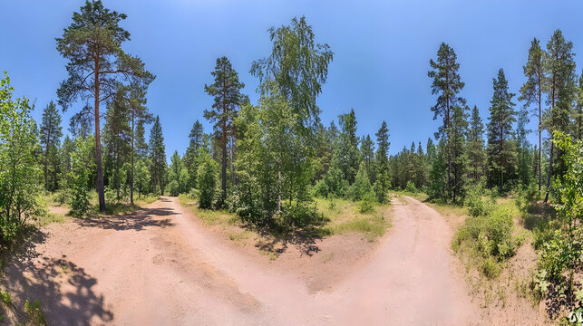 Forest path fork summer landscape