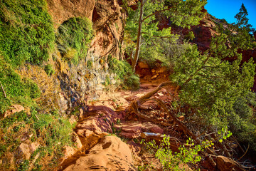 Sunlit Sandstone Trail with Vibrant Tree Zion National Park Eye-Level View