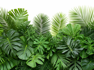 Fototapeta premium Lush tropical foliage backdrop