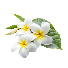 Fototapeta premium A close-up shot showcases three white plumeria flowers with yellow centers, accompanied by vibrant green leaves against a stark black backdrop.